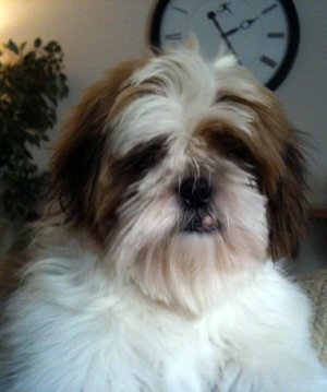 Фото - Haunted Maze: 300x359 / 20 Кб