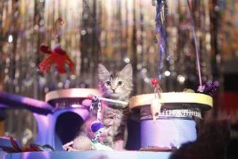 Фото - Puppy Bowl VII: 267x178 / 15 Кб