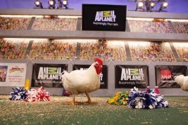 Фото - Puppy Bowl VII: 267x178 / 19 Кб