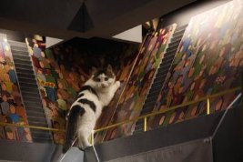 Фото - Puppy Bowl VII: 267x178 / 13 Кб