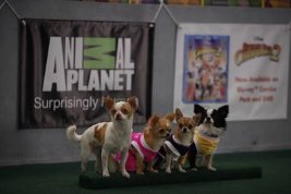 Фото - Puppy Bowl VII: 267x178 / 11 Кб