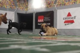 Фото - Puppy Bowl VII: 267x178 / 12 Кб