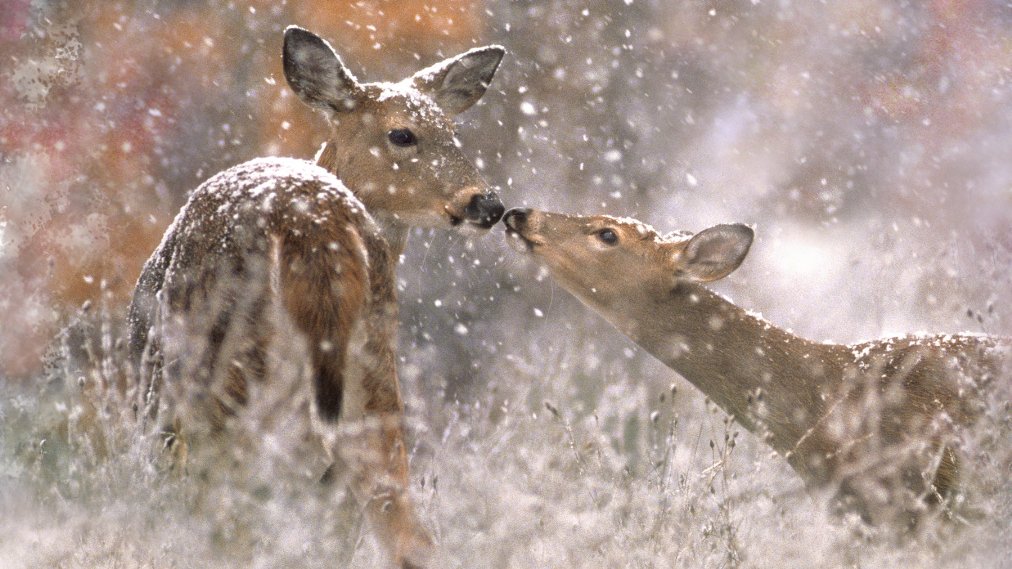 Фото - First Snow in the Woods: 1012x569 / 132 Кб