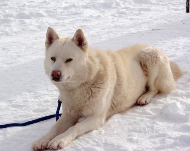 Фото - Белый плен: 385x306 / 23 Кб