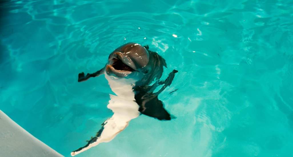 Фото - История дельфина: 1026x550 / 66 Кб