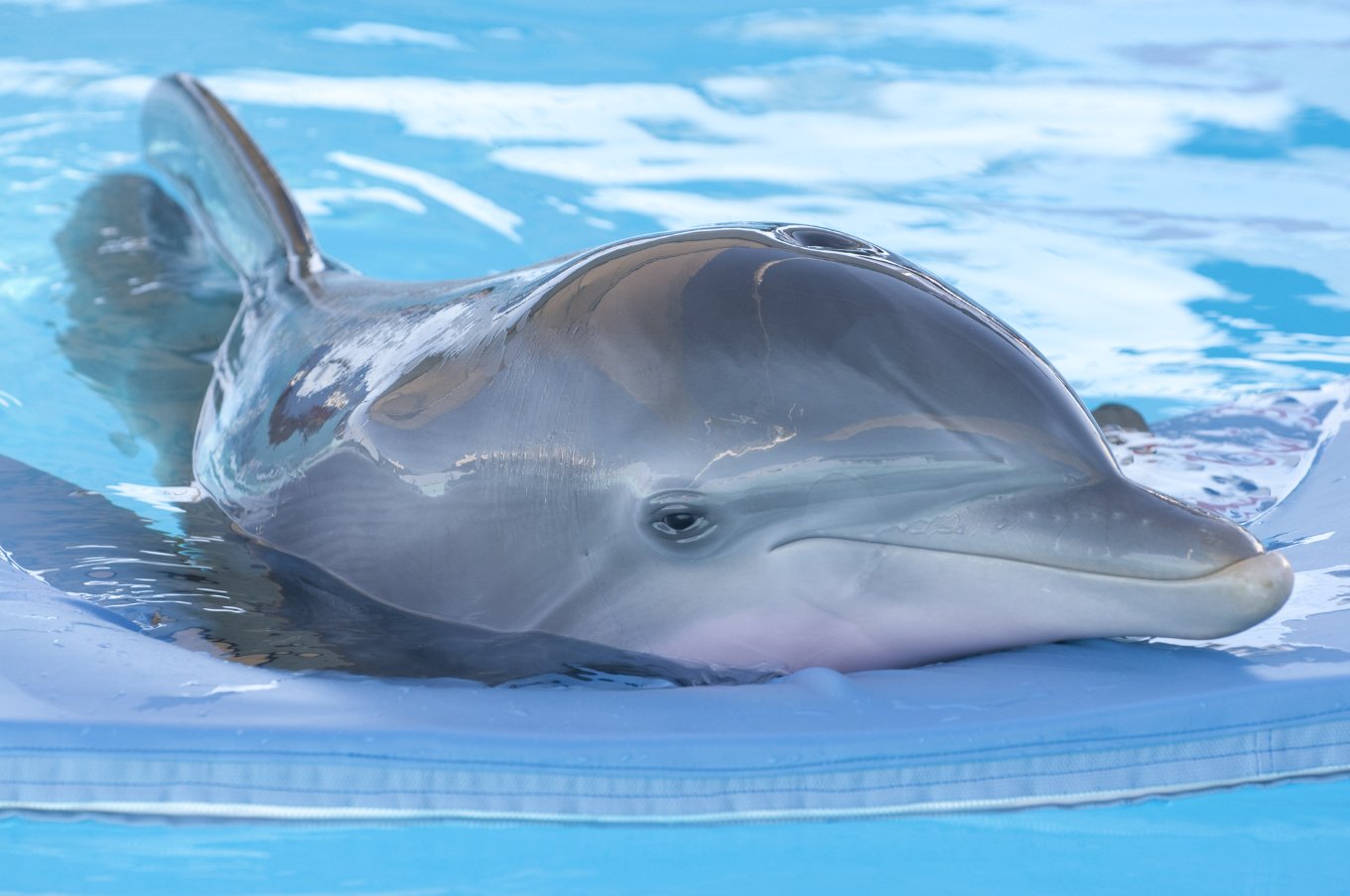Фото - История дельфина: 1360x903 / 136 Кб