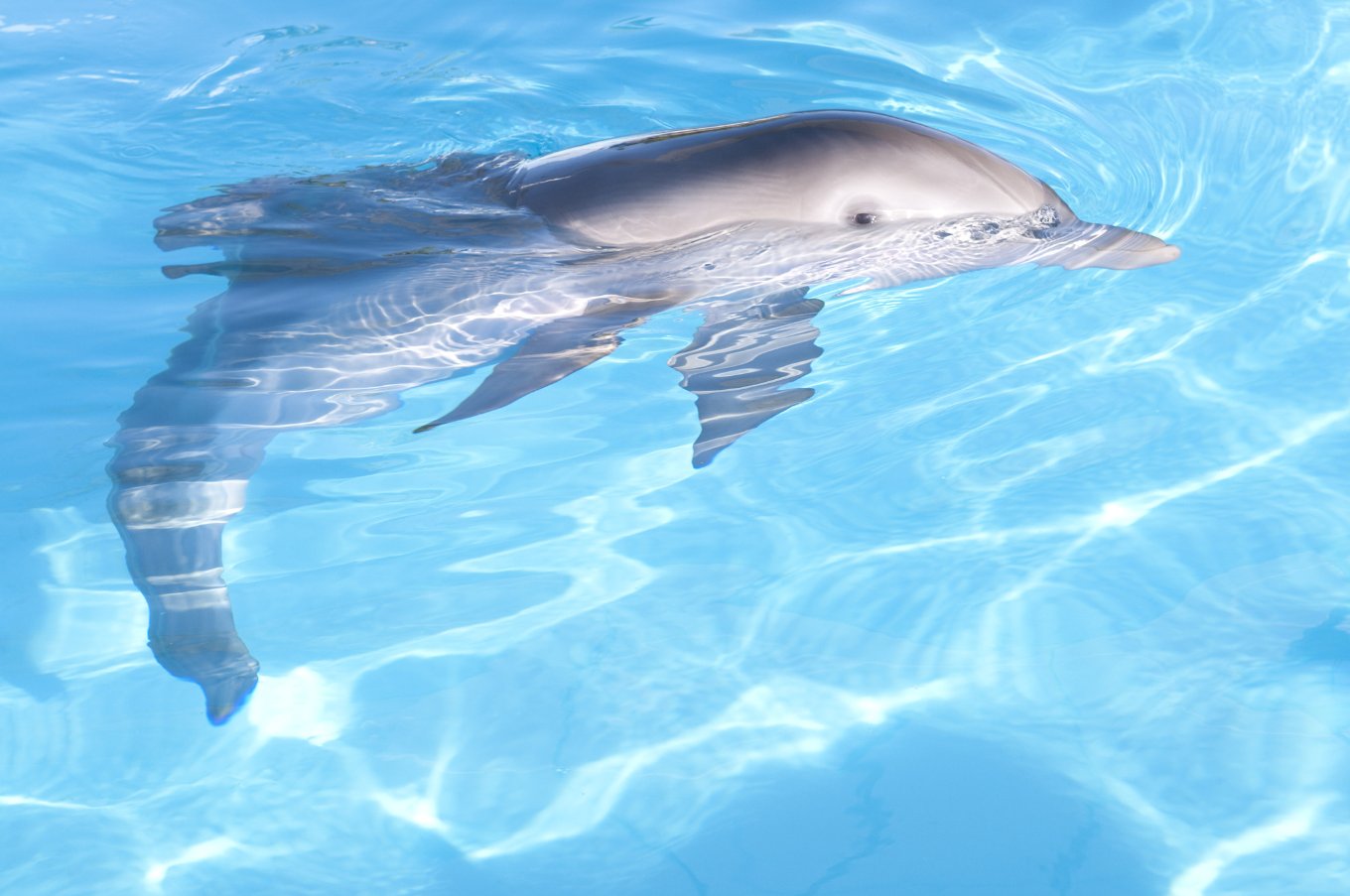 Фото - История дельфина: 1360x903 / 141 Кб