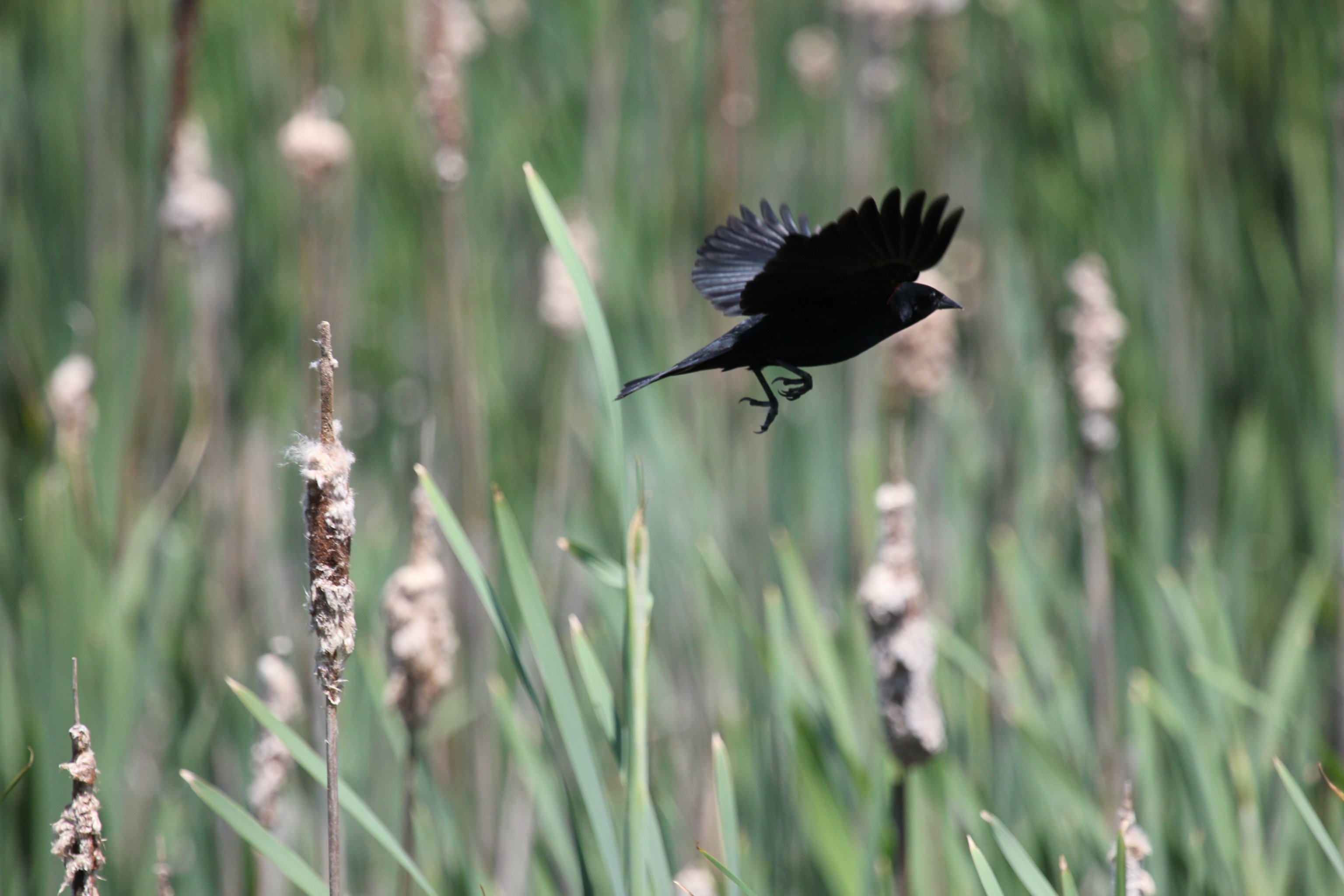 Фото - A Birder's Notebook: 3072x2048 / 517 Кб