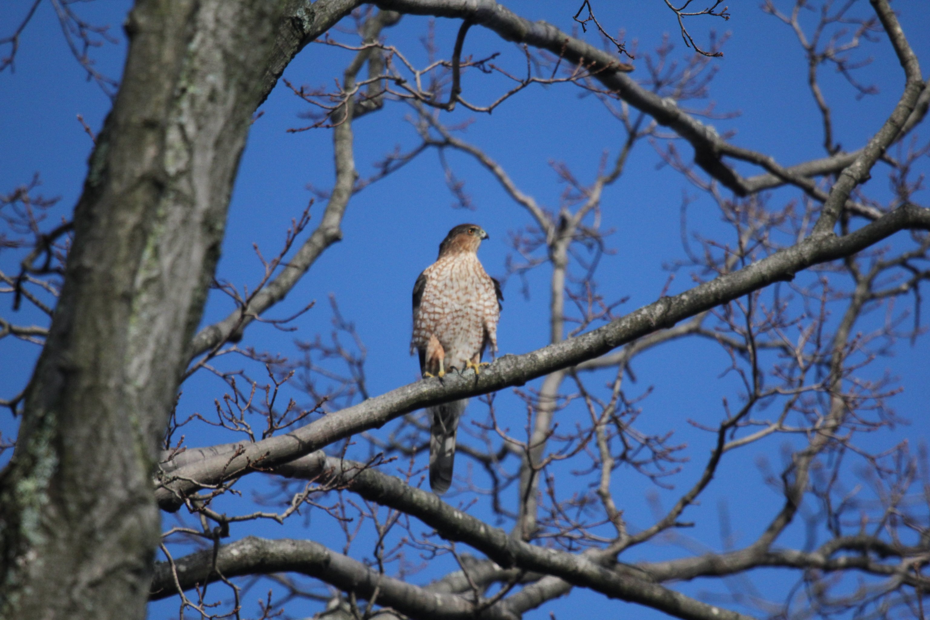Фото - A Birder's Notebook: 3072x2048 / 743 Кб
