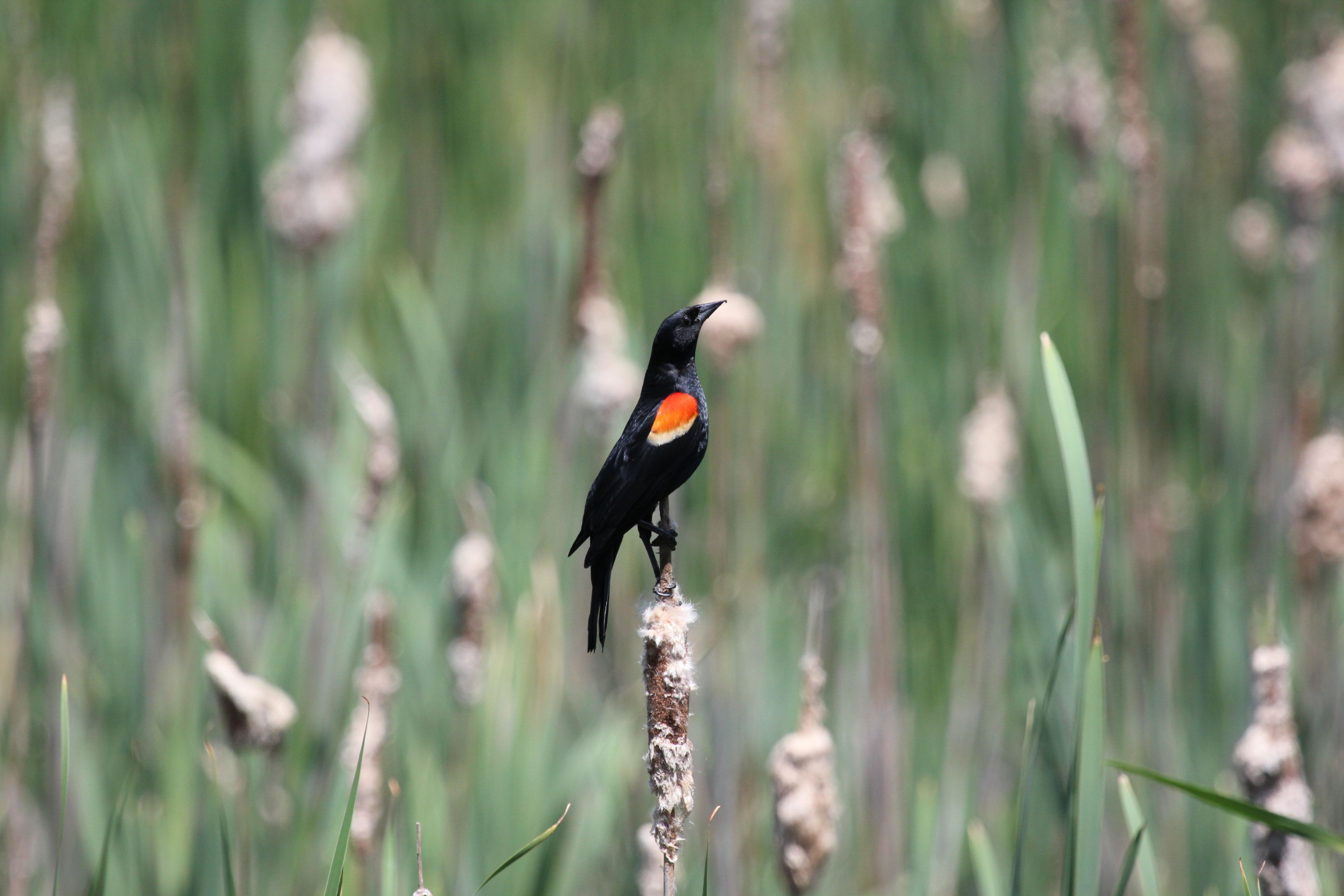 Фото - A Birder's Notebook: 3072x2048 / 496 Кб