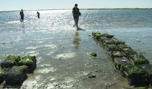 Фото - SHELLSHOCKED: Saving Oysters to Save Ourselves: 513x301 / 52 Кб