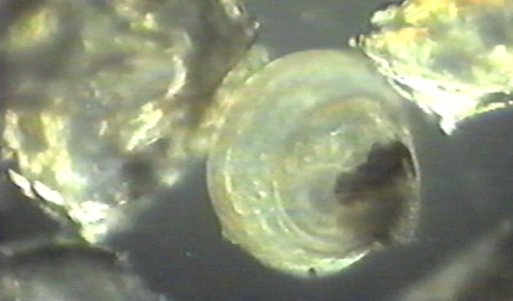 Фото - SHELLSHOCKED: Saving Oysters to Save Ourselves: 513x301 / 23 Кб