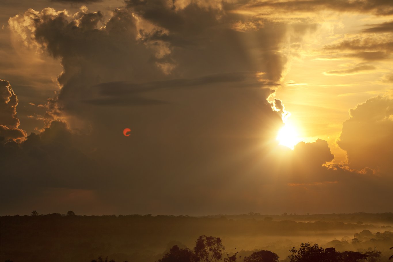 Фото - Шимпанзе: 1365x910 / 86 Кб