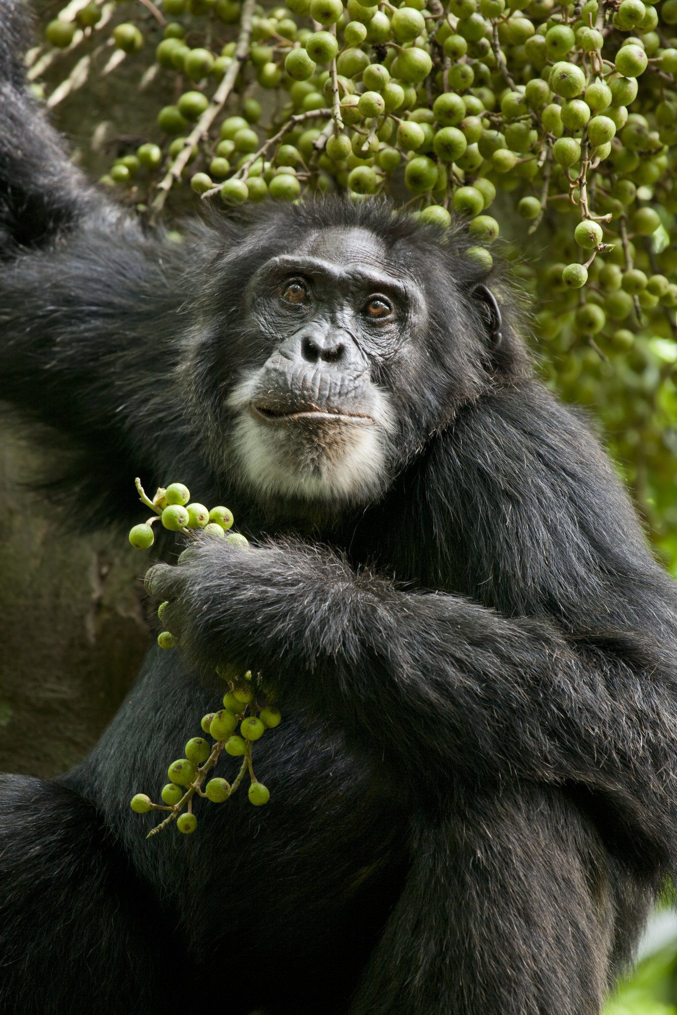 Фото - Шимпанзе: 1365x2048 / 558 Кб