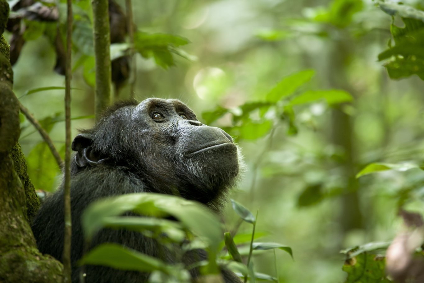 Фото - Шимпанзе: 1365x910 / 141 Кб