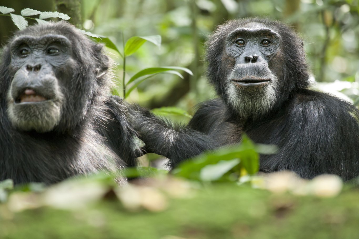 Фото - Шимпанзе: 1365x910 / 179 Кб