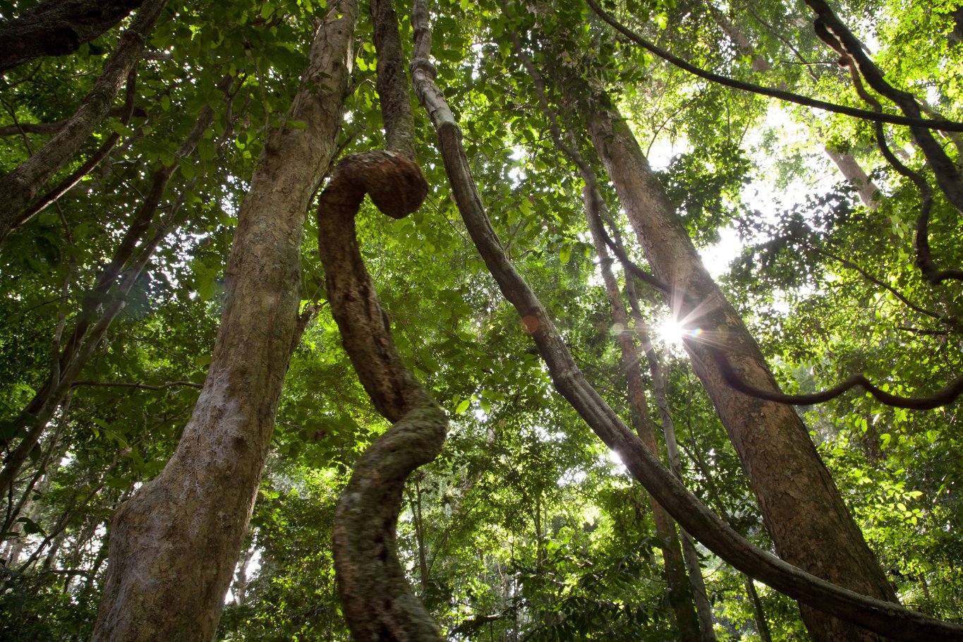 Фото - Шимпанзе: 1365x910 / 446 Кб