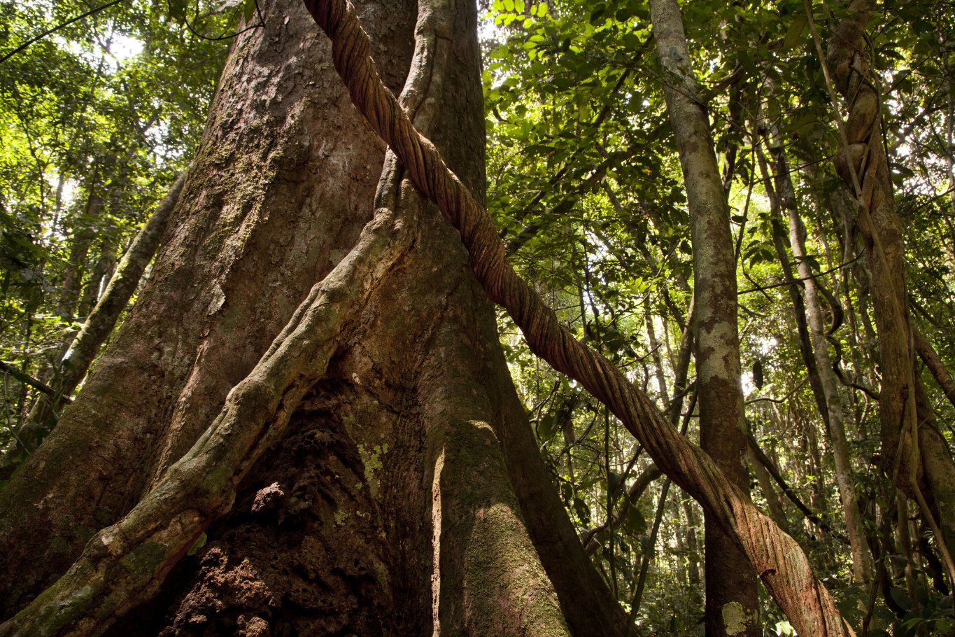 Фото - Шимпанзе: 1365x910 / 444 Кб