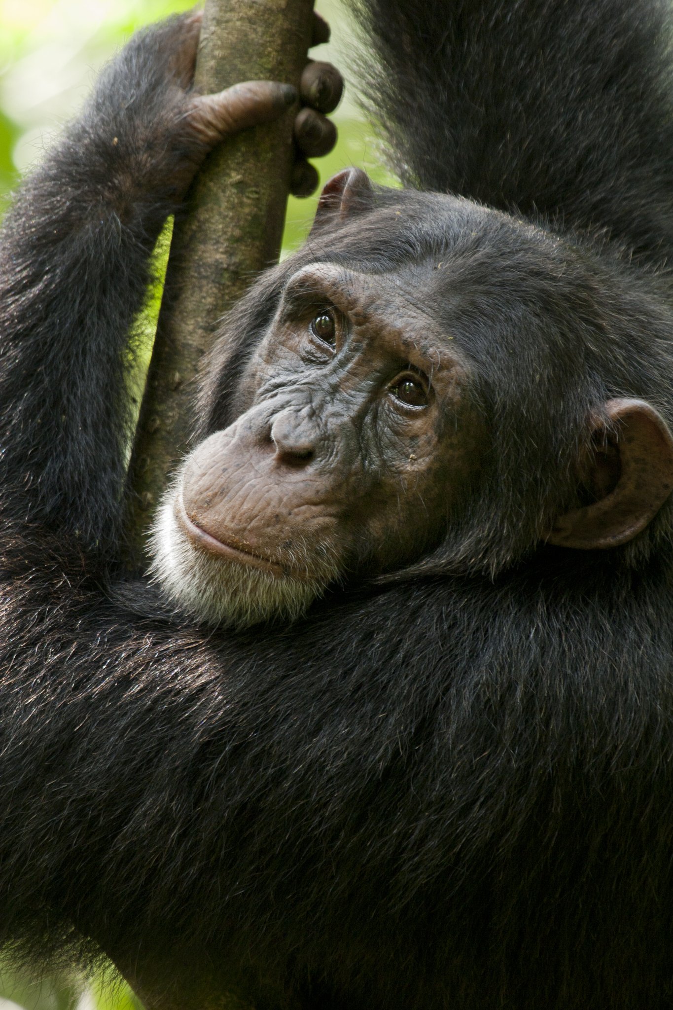 Фото - Шимпанзе: 1365x2048 / 521 Кб