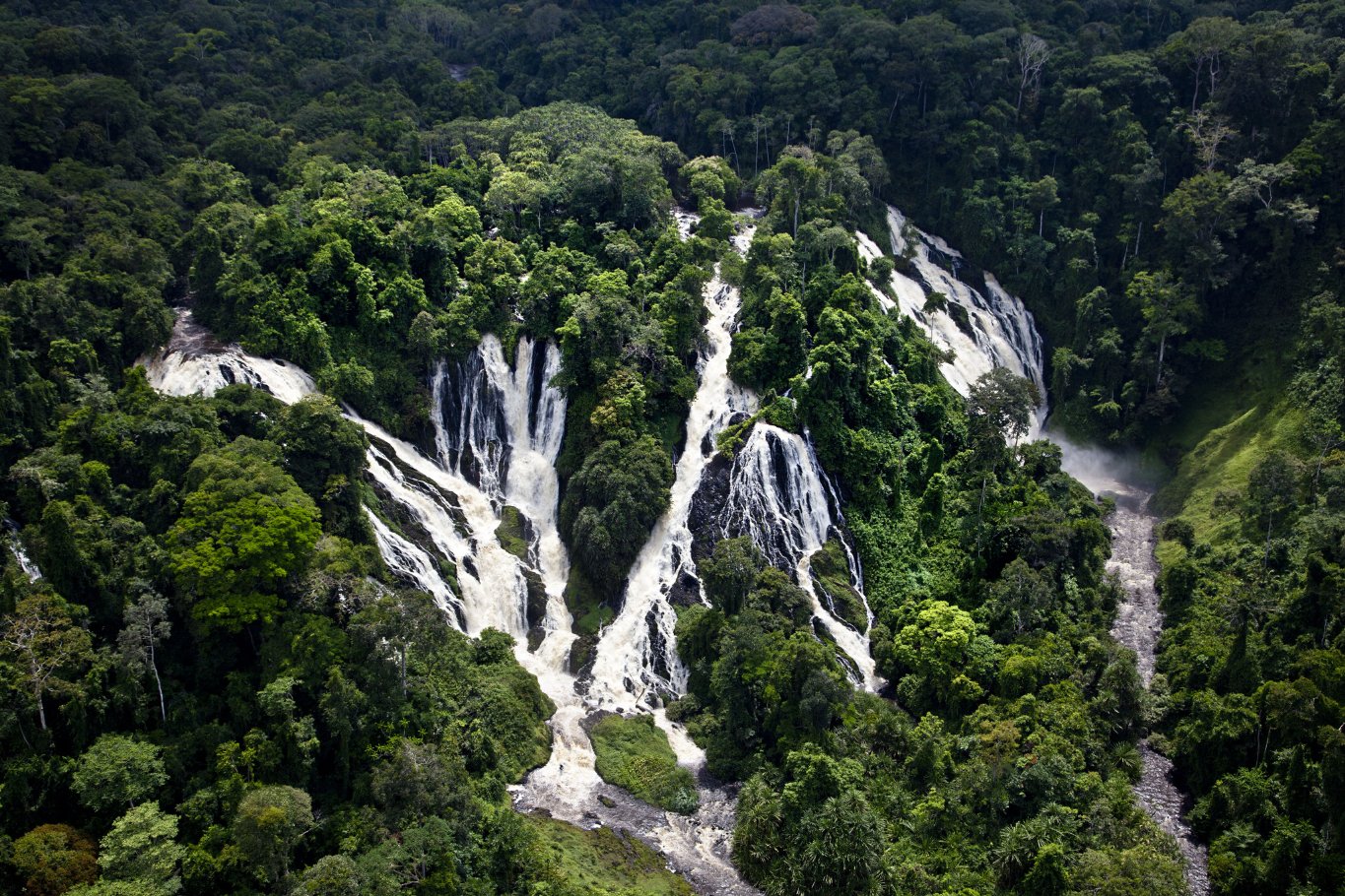 Фото - Шимпанзе: 1365x910 / 422 Кб