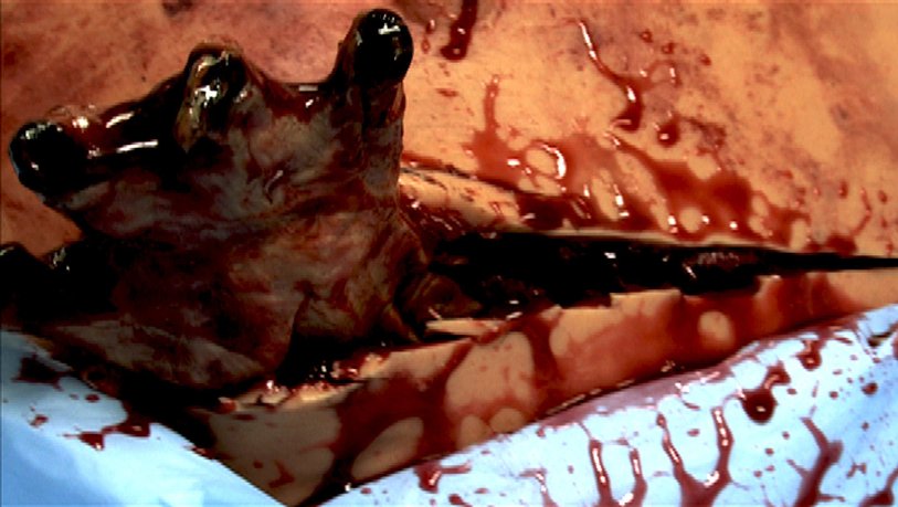 Фото - Won Ton Baby!: 813x459 / 71 Кб