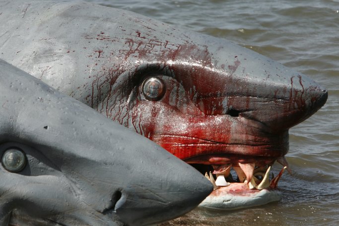 Фото - 2-Headed Shark Attack: 683x456 / 71 Кб