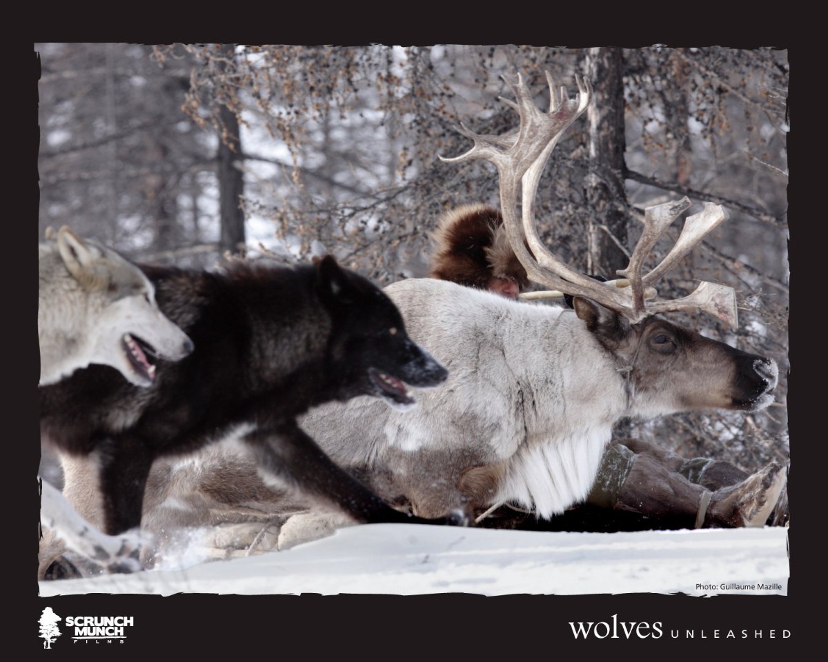 Фото - Wolves Unleashed: 1200x960 / 167 Кб