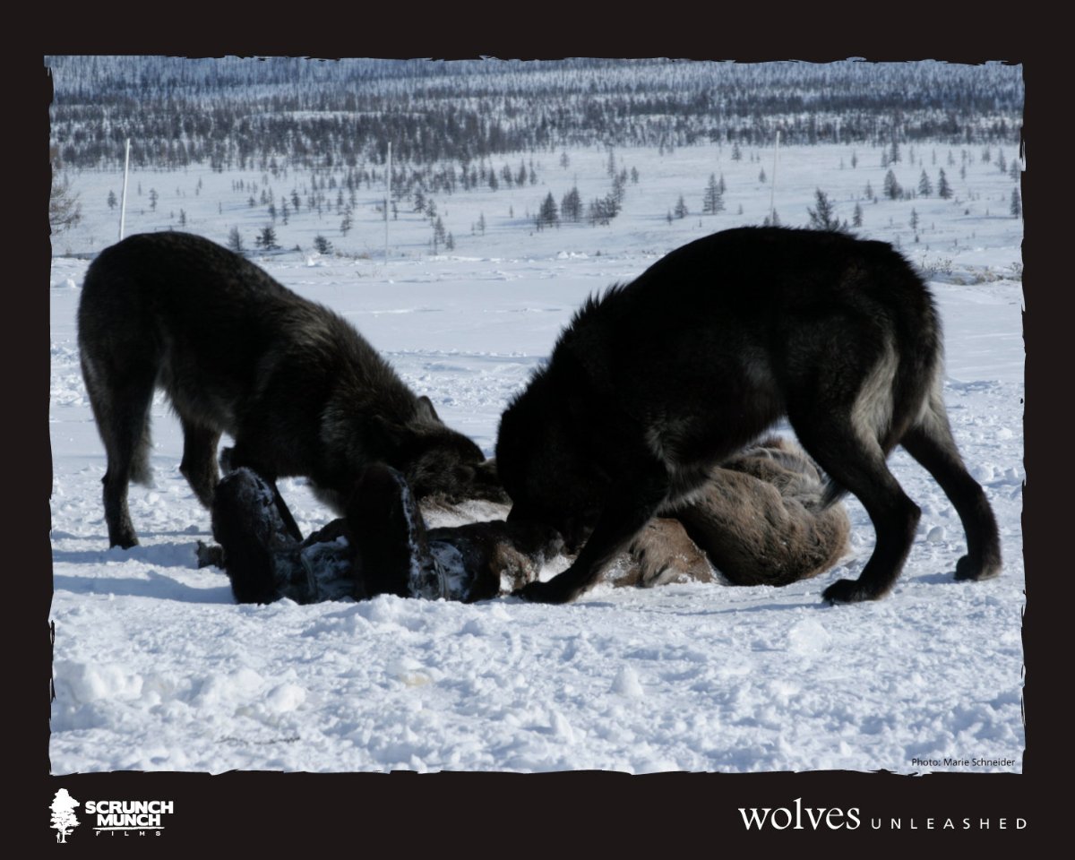Фото - Wolves Unleashed: 1200x960 / 166 Кб