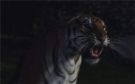 Фото - Deadline: 438x274 / 14 Кб