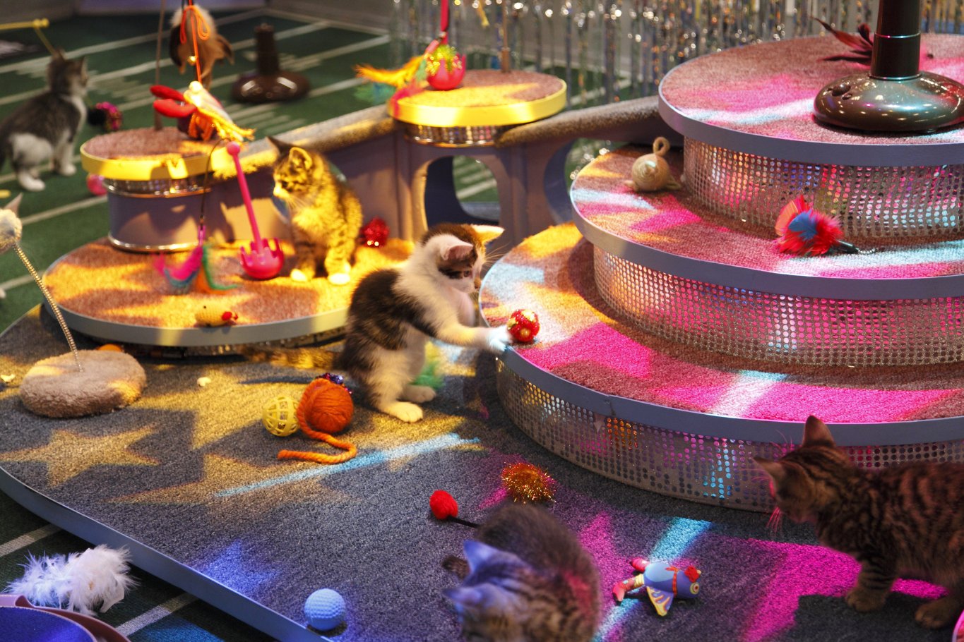 Фото - Puppy Bowl VIII: 1365x910 / 298 Кб