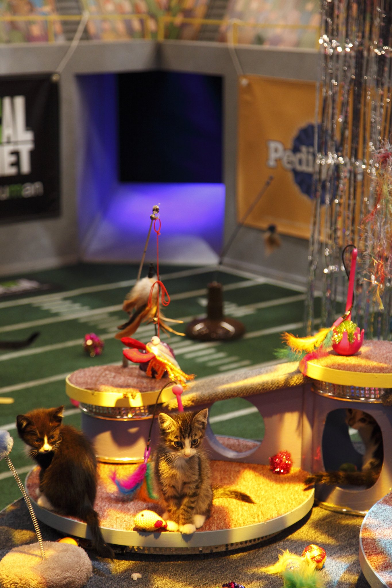 Фото - Puppy Bowl VIII: 1365x2048 / 386 Кб