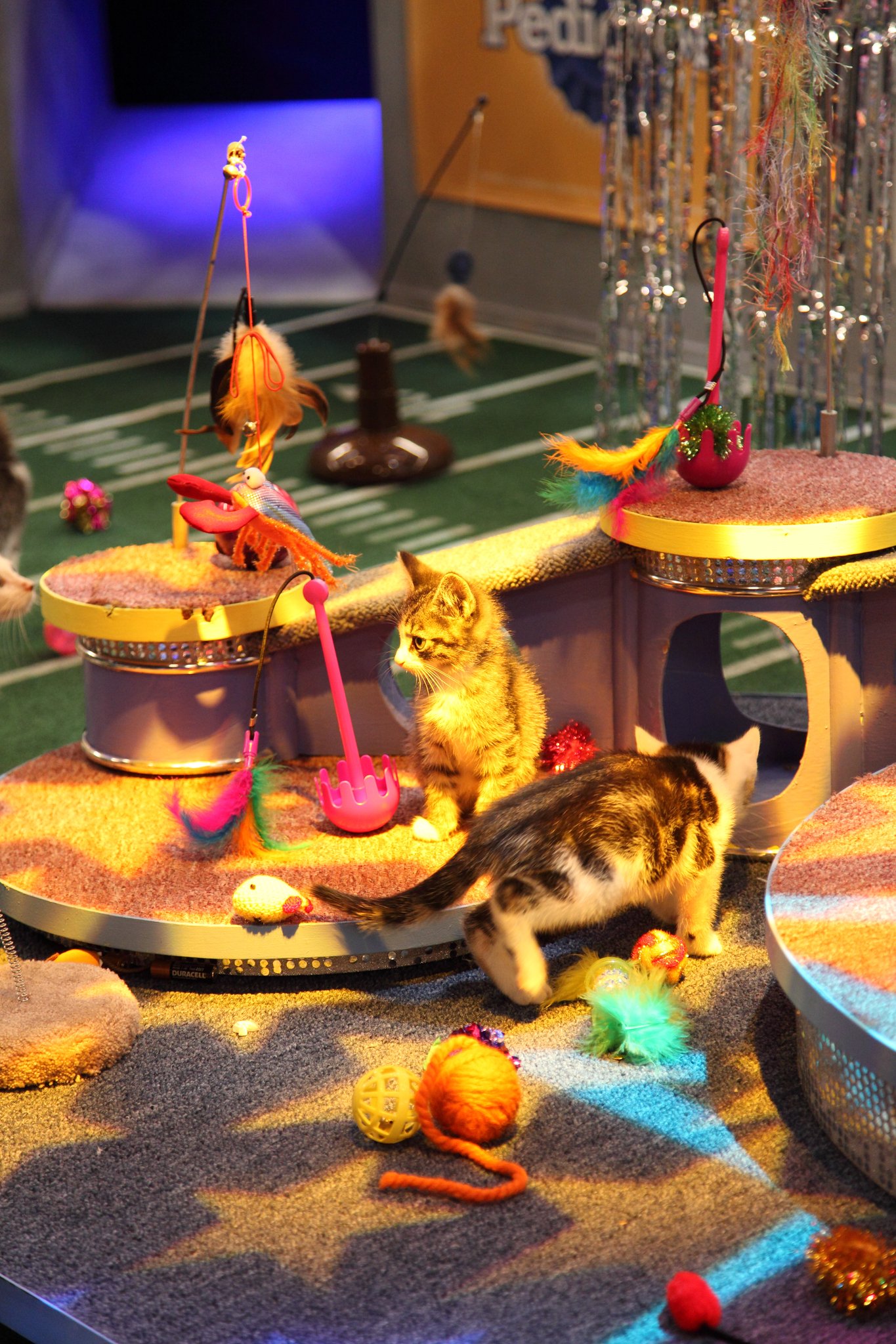 Фото - Puppy Bowl VIII: 1365x2048 / 544 Кб