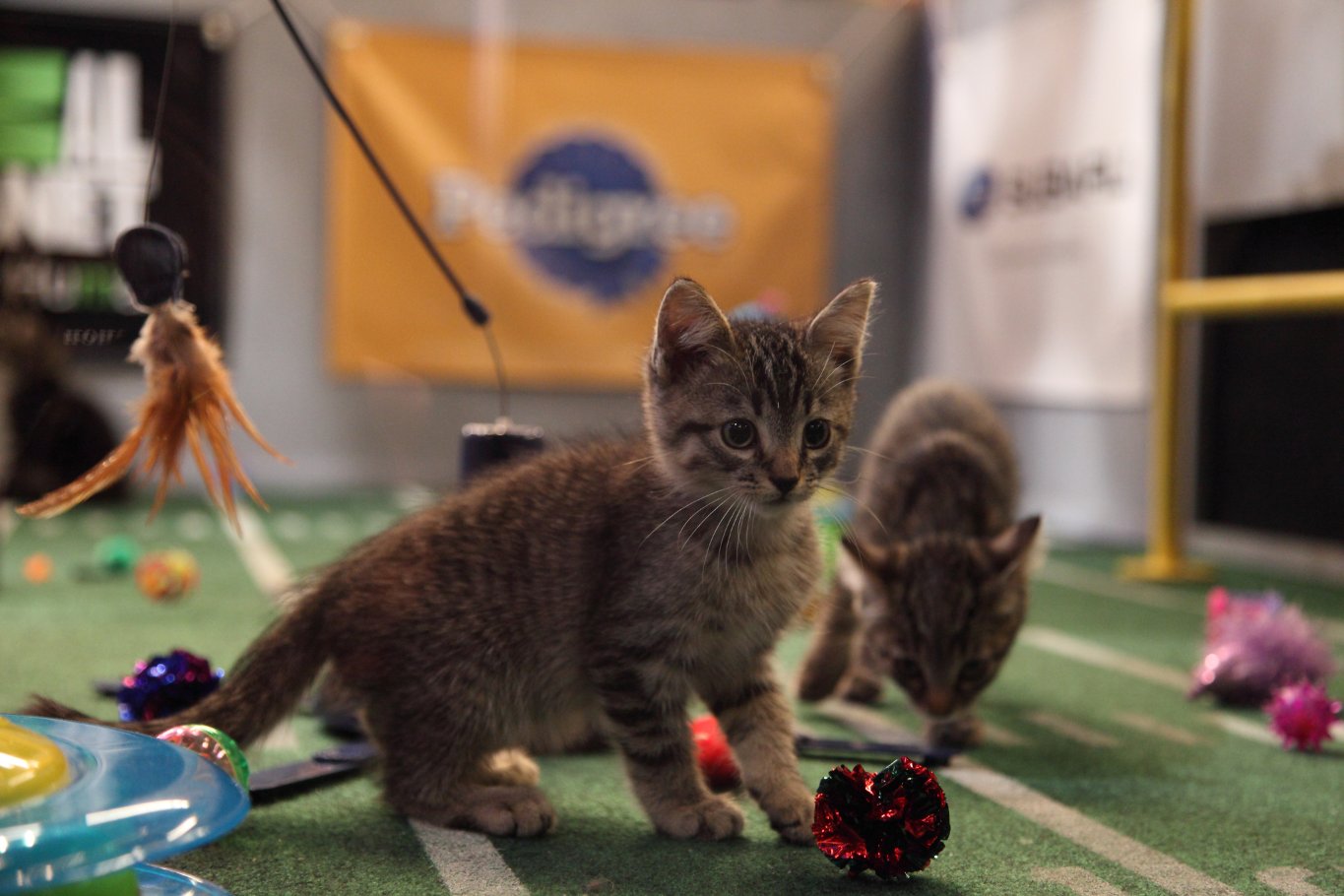 Фото - Puppy Bowl VIII: 1365x910 / 146 Кб