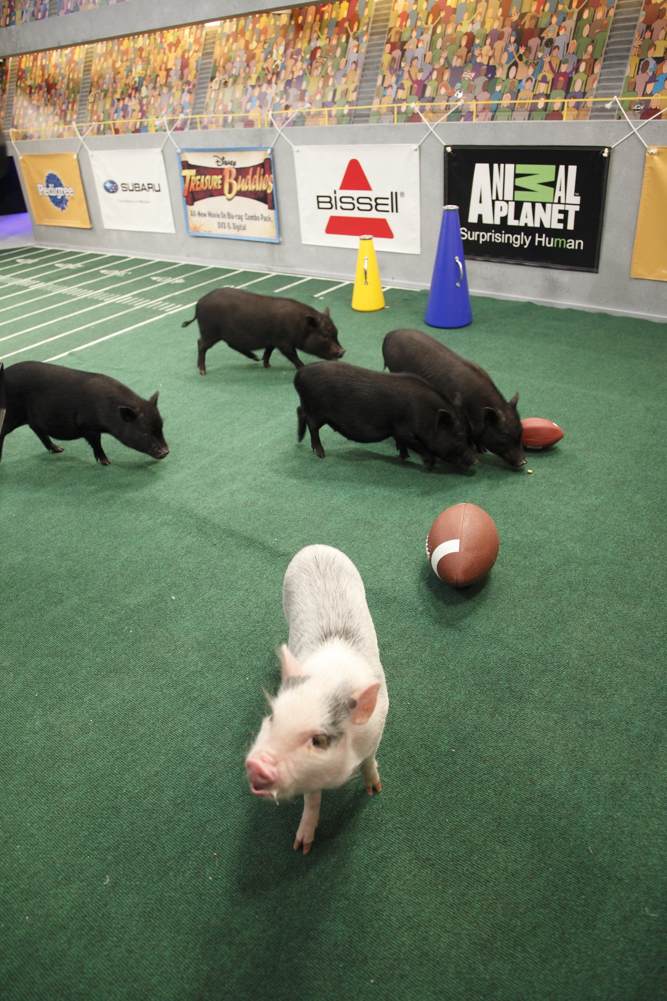 Фото - Puppy Bowl VIII: 1365x2048 / 592 Кб