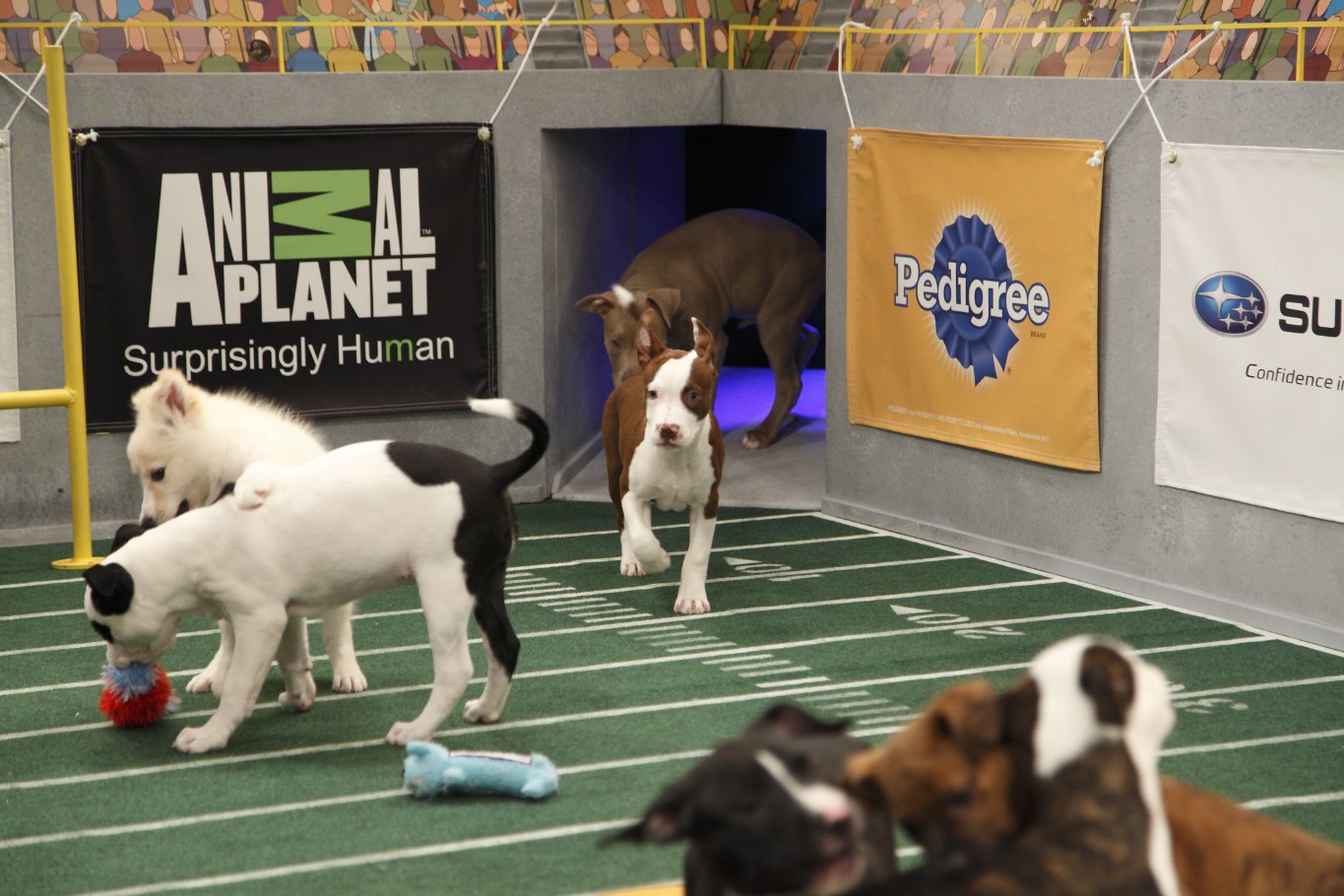 Фото - Puppy Bowl VIII: 1365x910 / 196 Кб