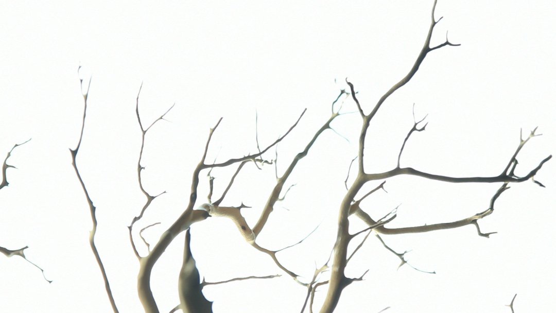 Фото - Barely: 1080x608 / 51 Кб