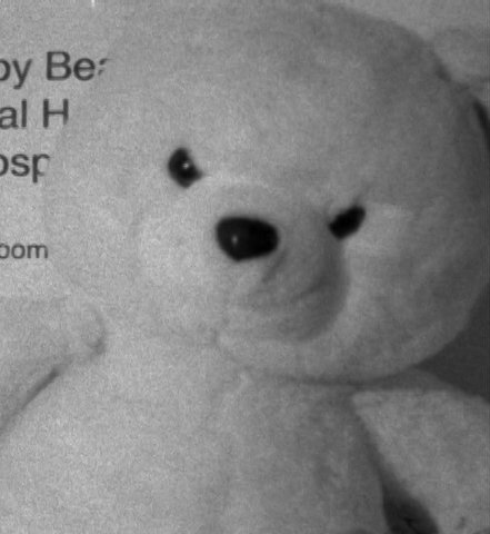 Фото - Angry Bear: 441x480 / 30 Кб