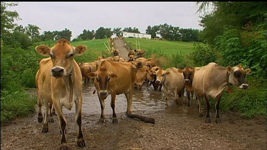 Фото - Pricele$$: 540x304 / 46 Кб