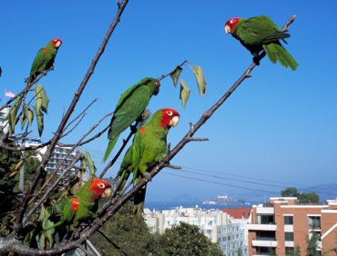 Фото - The Wild Parrots of Telegraph Hill: 370x282 / 28 Кб