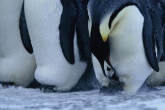 Фото - Птицы 2: Путешествие на край света: 323x215 / 16 Кб