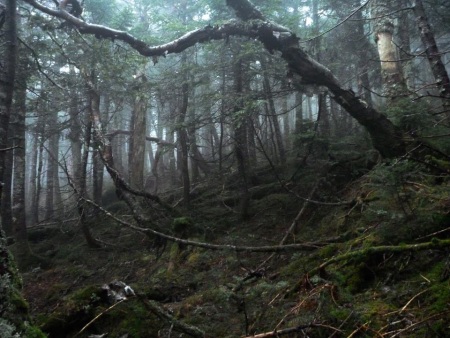 Фото - Зловещие мертвецы: Черная книга: 450x338 / 71.85 Кб