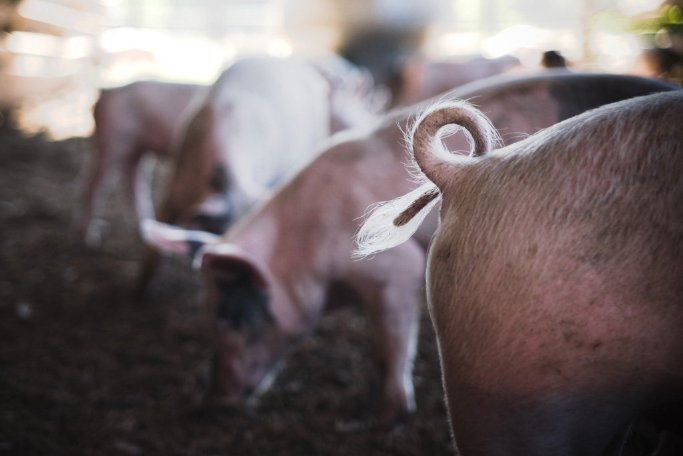 Фото - American Meat: 683x456 / 38 Кб