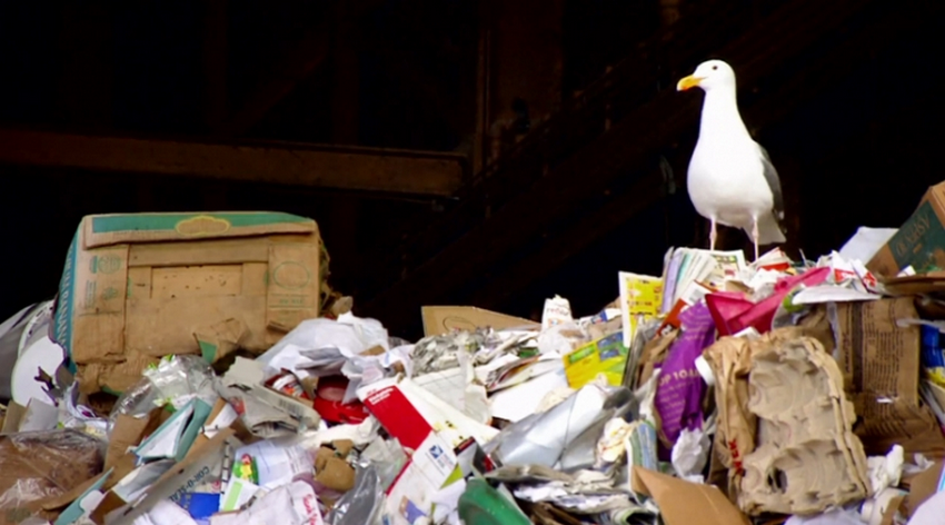 Фото - Мусор : 850x472 / 488.45 Кб