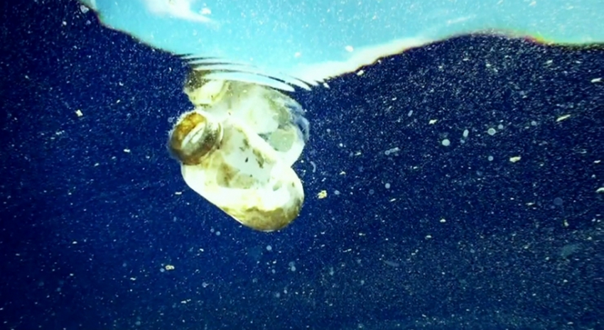 Фото - Мусор : 850x465 / 681.29 Кб