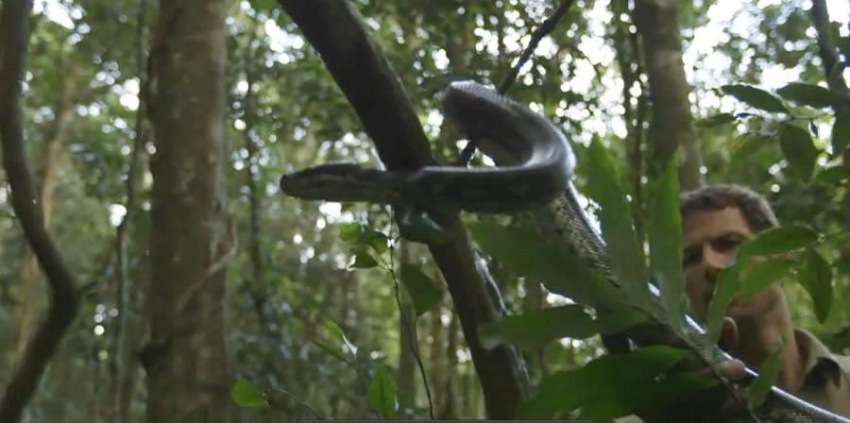 Фото - Джунгли: 850x423 / 89.1 Кб