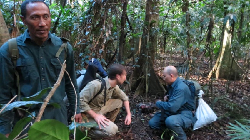 Фото - Джунгли: 850x477 / 156.77 Кб
