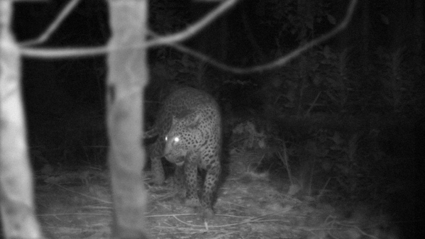 Фото - Джунгли: 850x478 / 93.28 Кб
