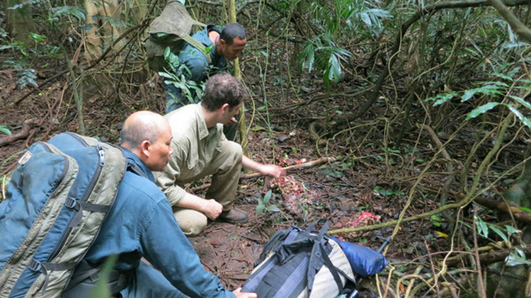 Фото - Джунгли: 750x421 / 724.21 Кб