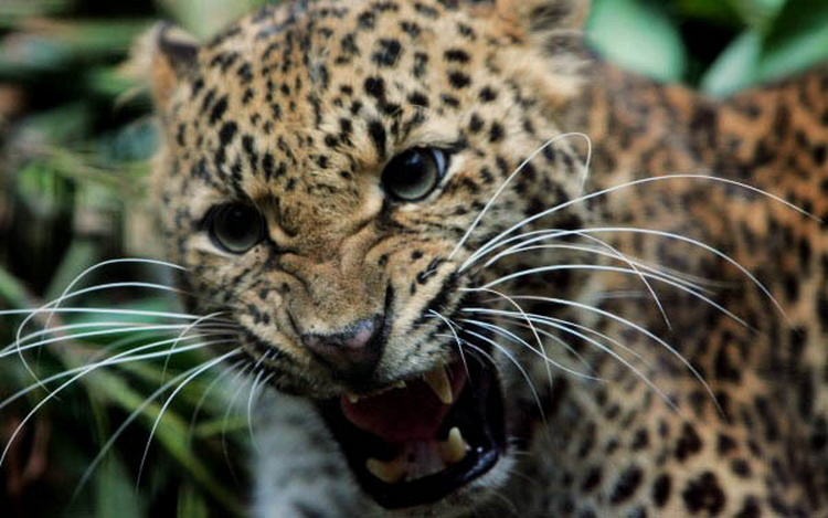 Фото - Джунгли: 750x469 / 558.3 Кб