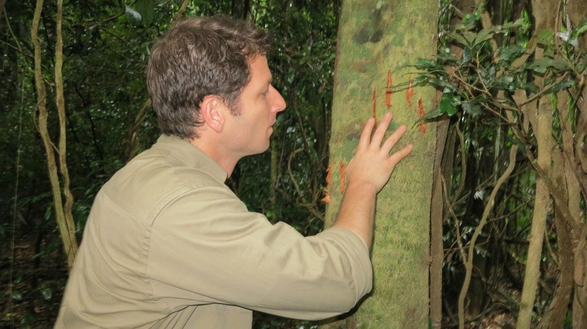 Фото - Джунгли: 850x477 / 143.11 Кб